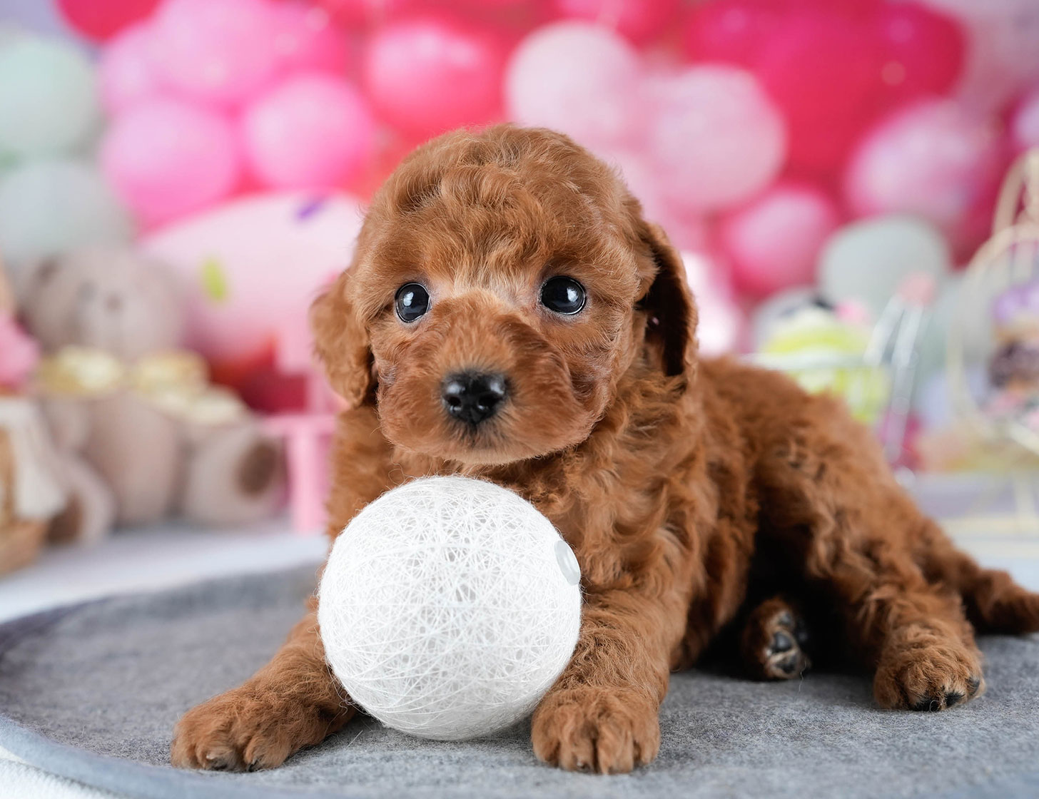 トイ・プードル | 女の子 | レッド | 2025年10月24日