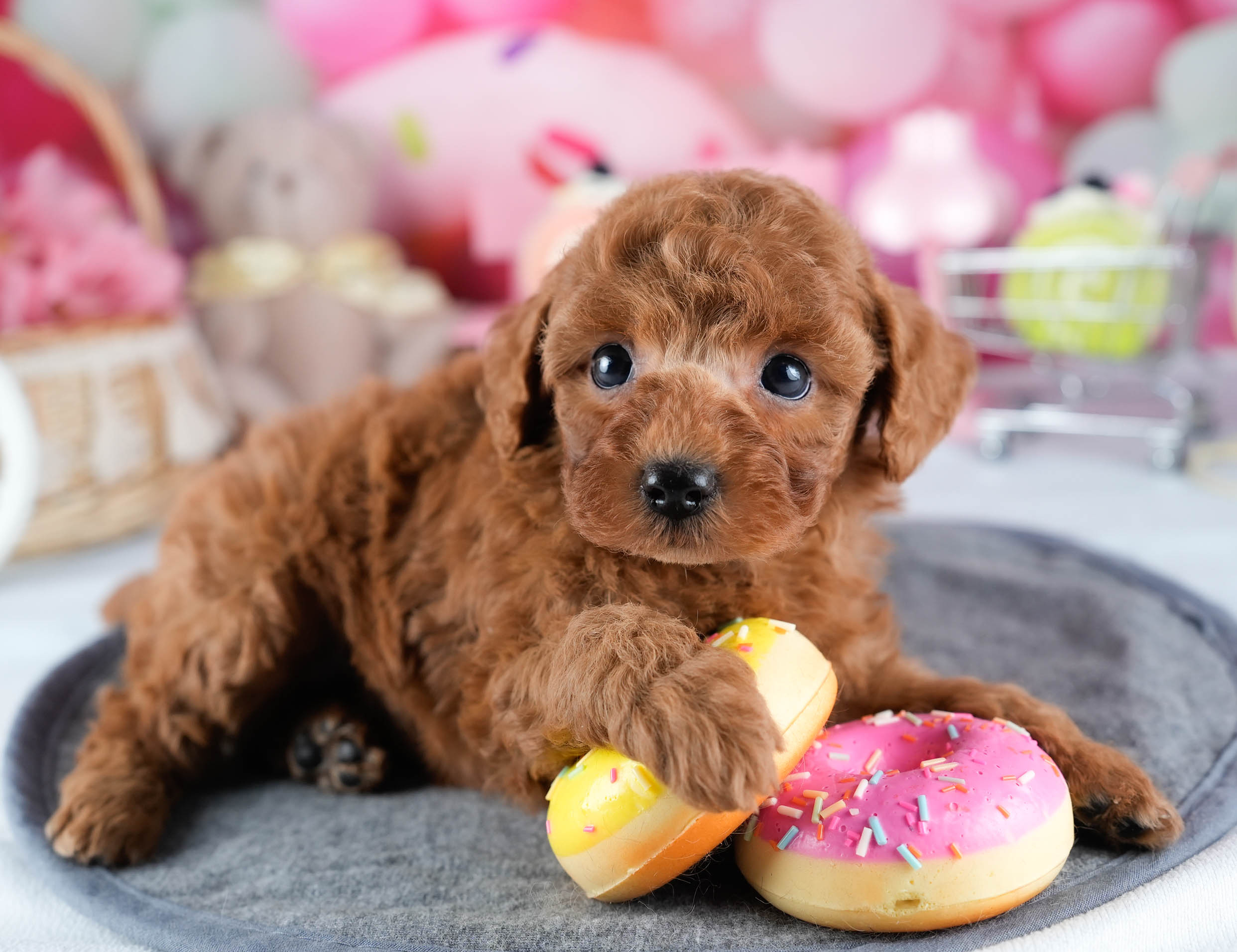 トイ・プードル | 女の子 | レッド | 2025年10月24日