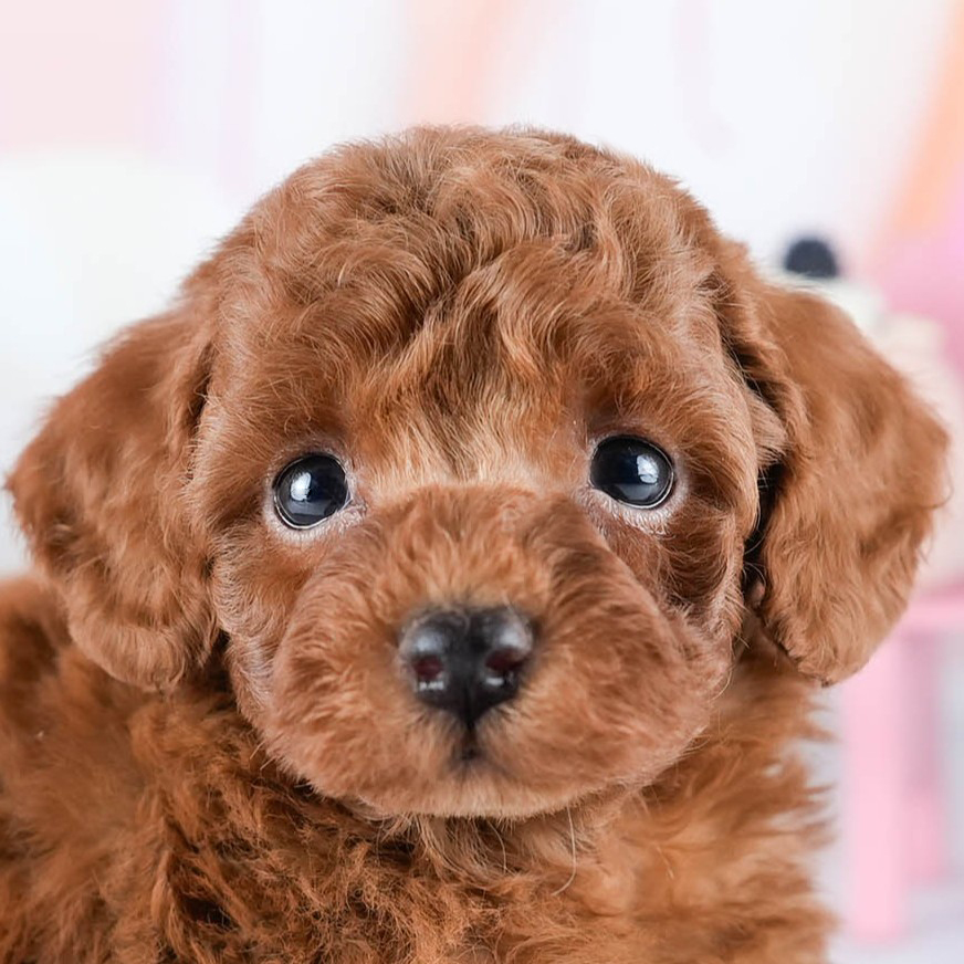 トイ・プードル | 男の子 | レッド | 2025年10月24日