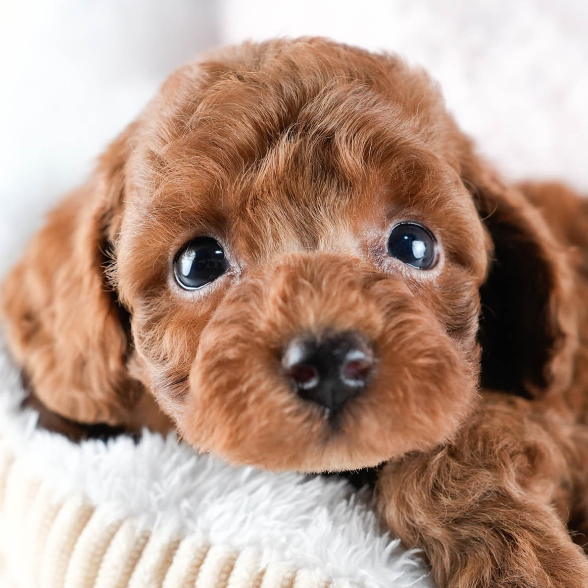 トイ・プードル | 男の子 | レッド | 2025年10月24日