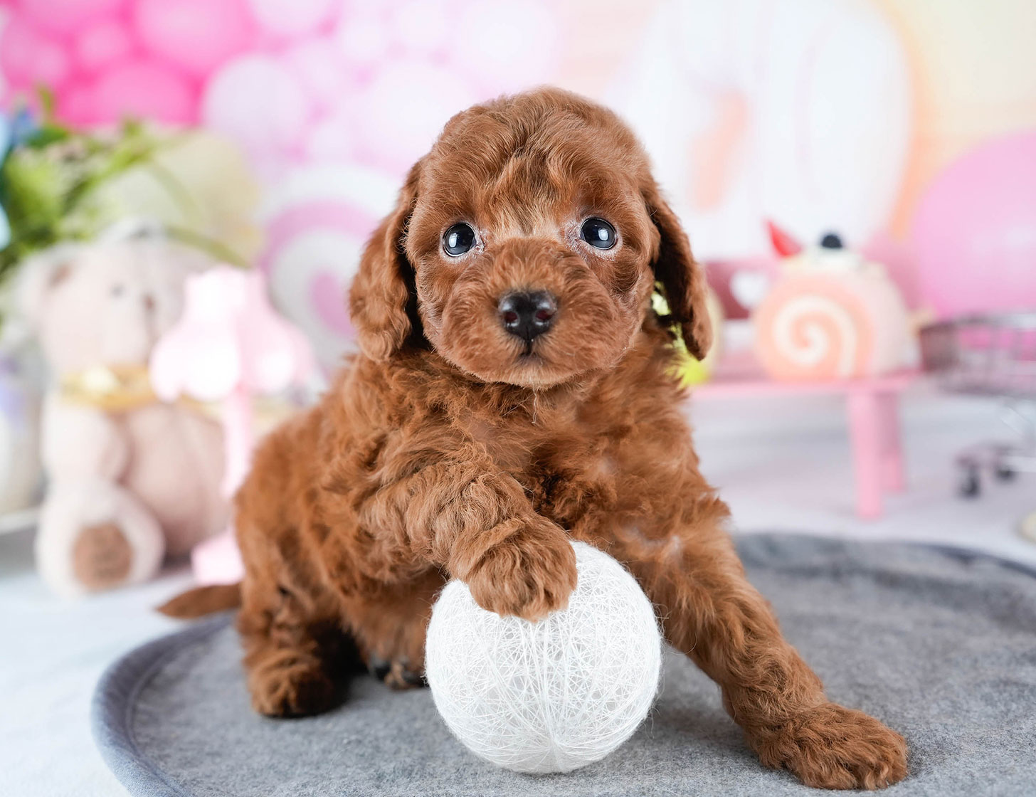 トイ・プードル | 男の子 | レッド | 2025年10月24日