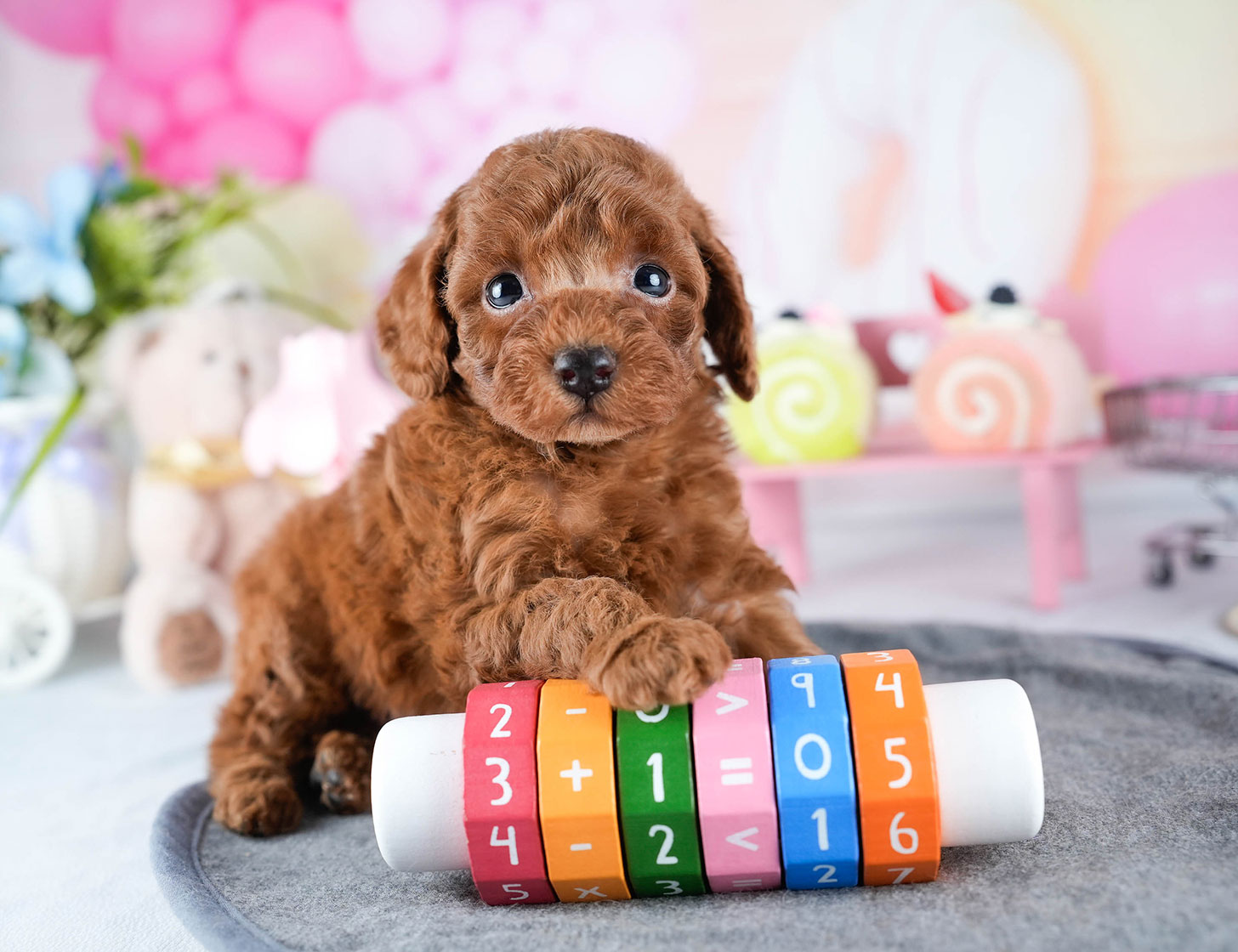 トイ・プードル | 男の子 | レッド | 2025年10月24日