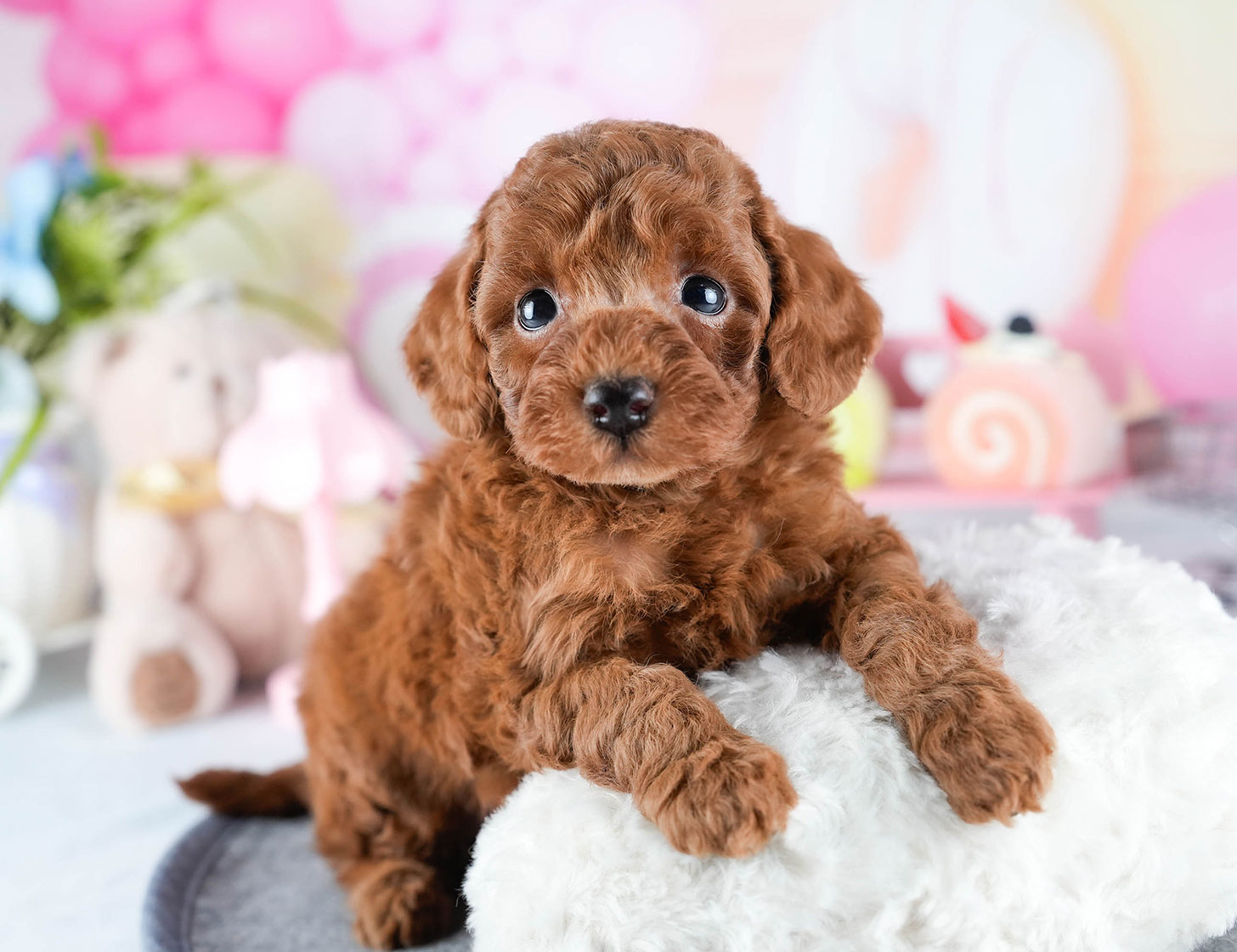 トイ・プードル | 男の子 | レッド | 2025年10月24日