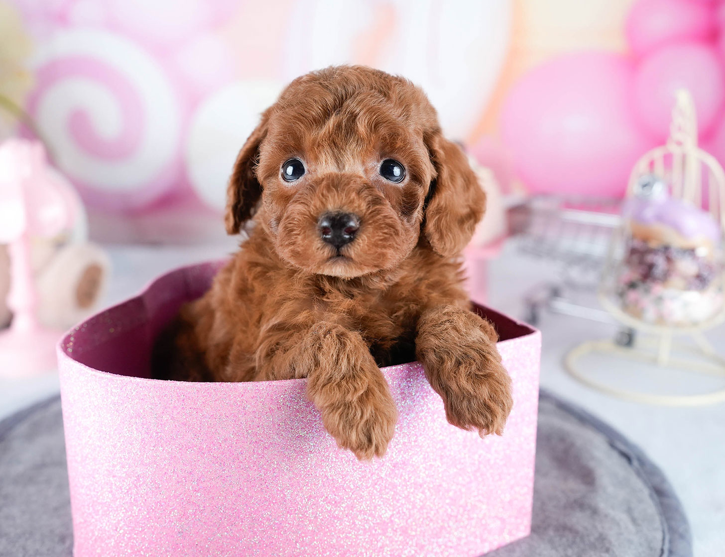 トイ・プードル | 男の子 | レッド | 2025年10月24日