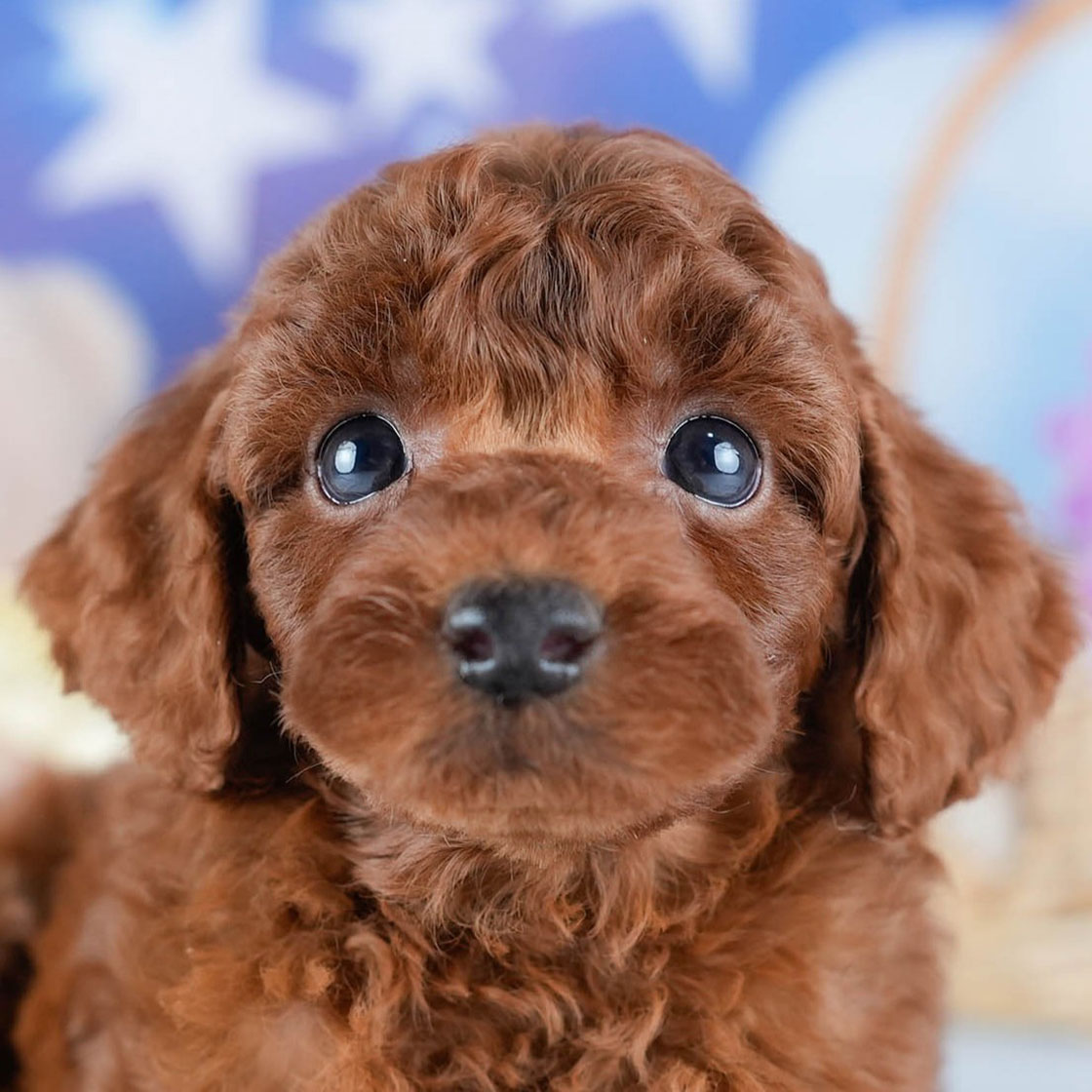 トイ・プードル | 男の子 | レッド | 2025年10月24日