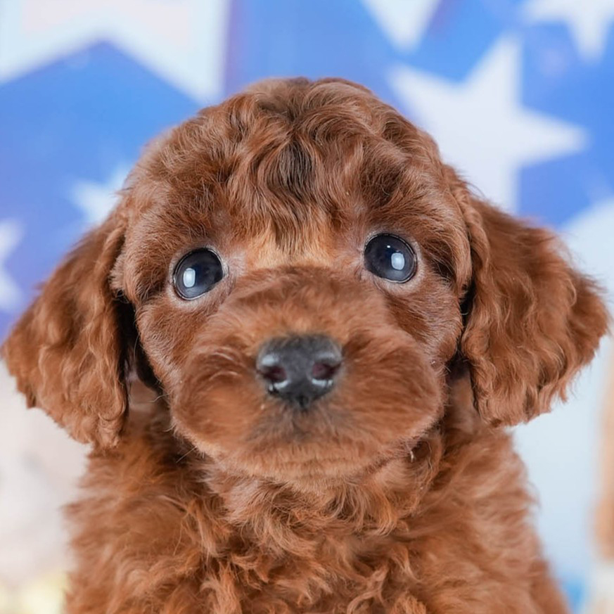 トイ・プードル | 男の子 | レッド | 2025年10月24日