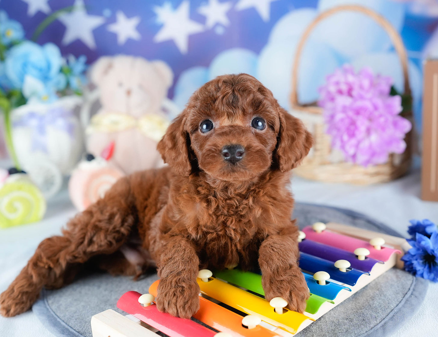 トイ・プードル | 男の子 | レッド | 2025年10月24日