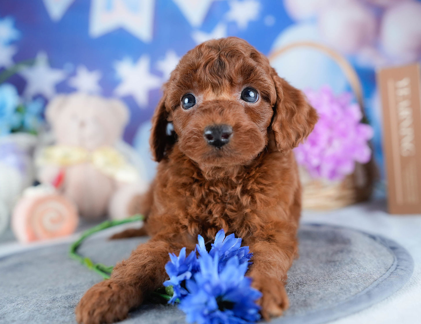 トイ・プードル | 男の子 | レッド | 2025年10月24日