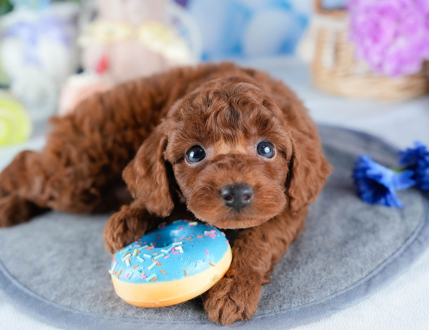 トイ・プードル | 男の子 | レッド | 2025年10月24日