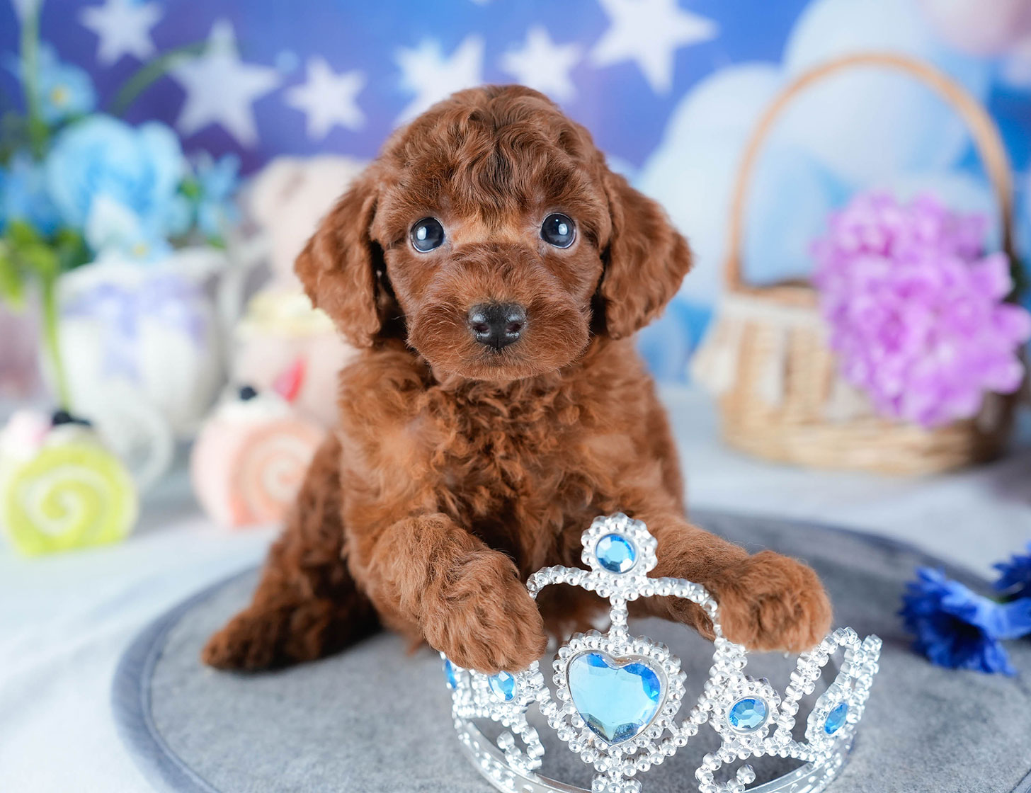 トイ・プードル | 男の子 | レッド | 2025年10月24日