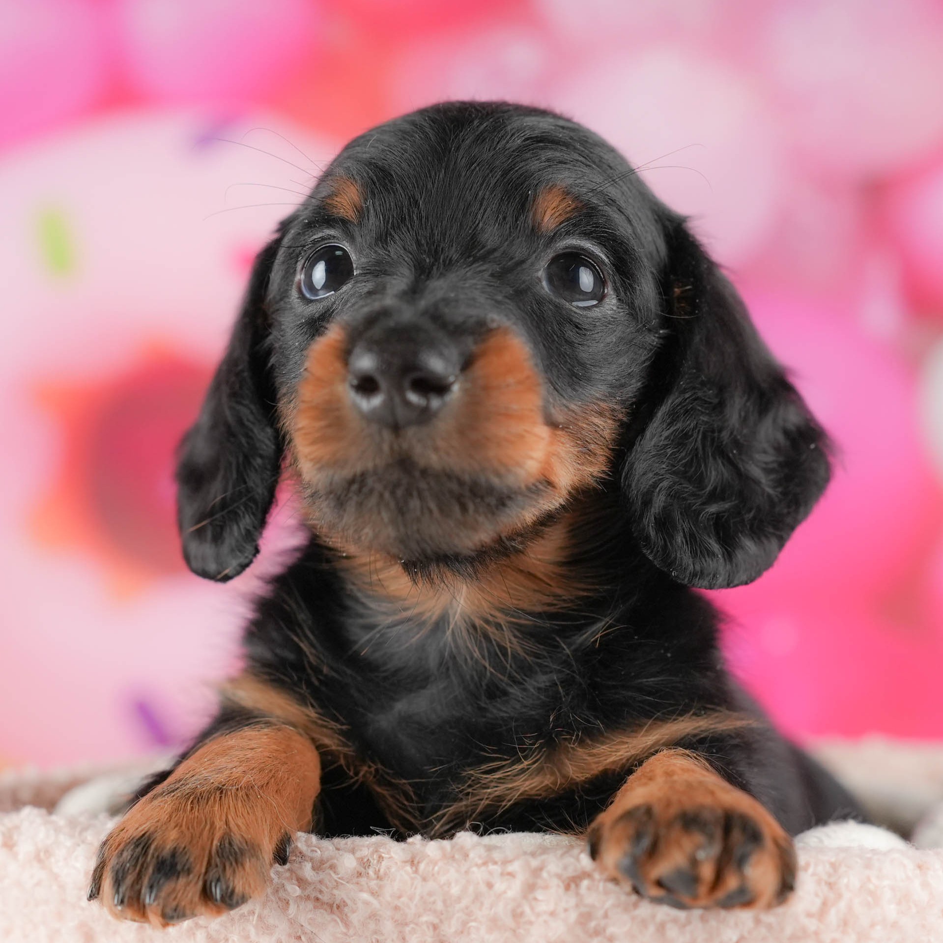 ミニチュア・ダックスフンド(ロング) | 男の子 | ブラック＆タン | 2025年10月5日
