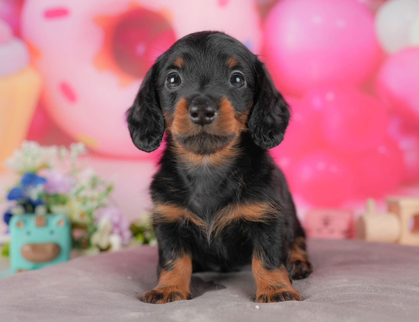 ミニチュア・ダックスフンド(ロング) | 男の子 | ブラック&タン | 2025年10月5日