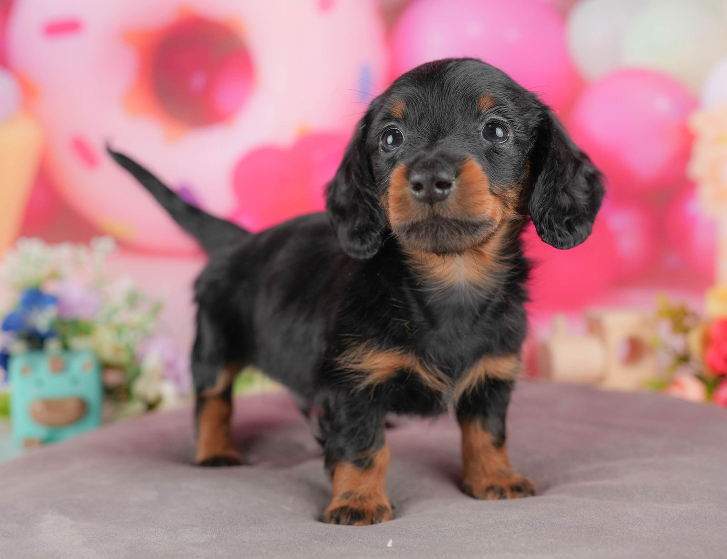 ミニチュア・ダックスフンド(ロング) | 男の子 | ブラック&タン | 2025年10月5日