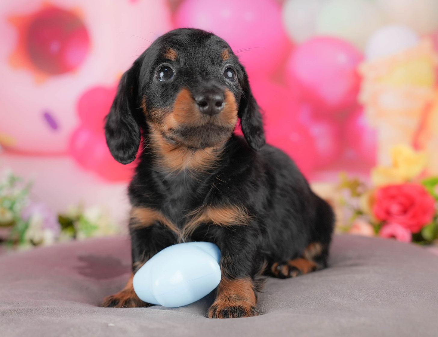 ミニチュア・ダックスフンド(ロング) | 男の子 | ブラック&タン | 2025年10月5日