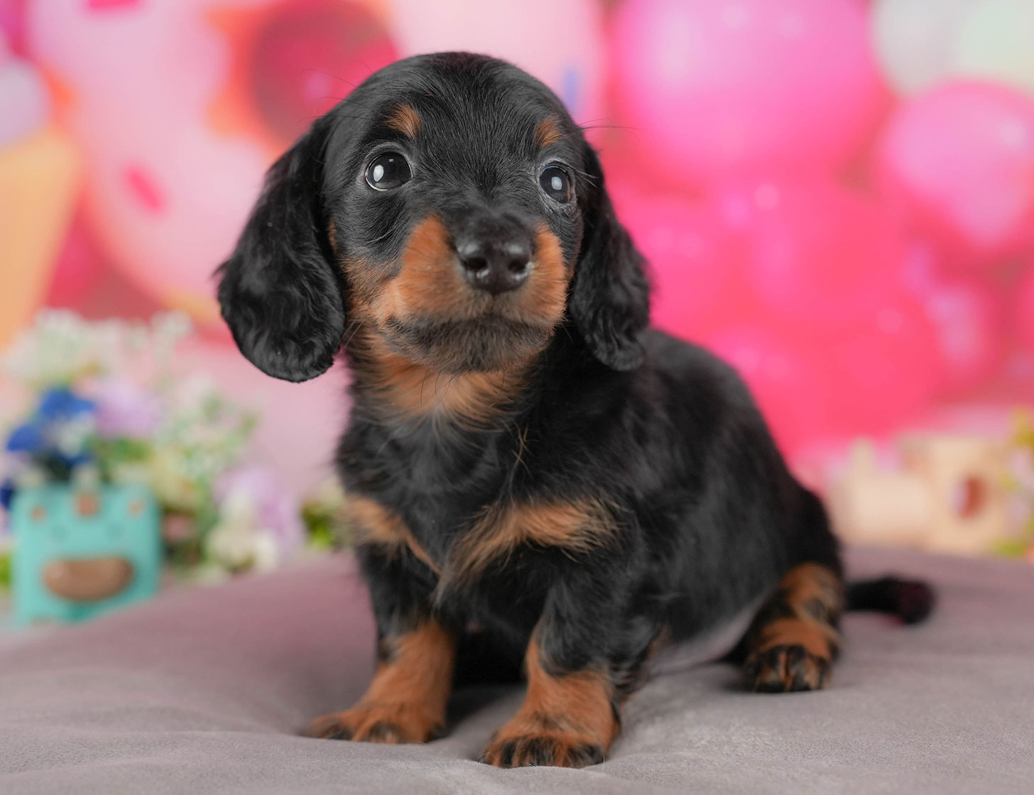 ミニチュア・ダックスフンド(ロング) | 男の子 | ブラック&タン | 2025年10月5日