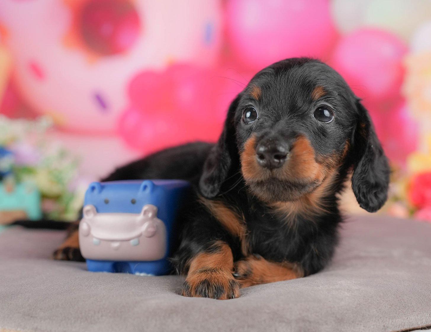 ミニチュア・ダックスフンド(ロング) | 男の子 | ブラック&タン | 2025年10月5日