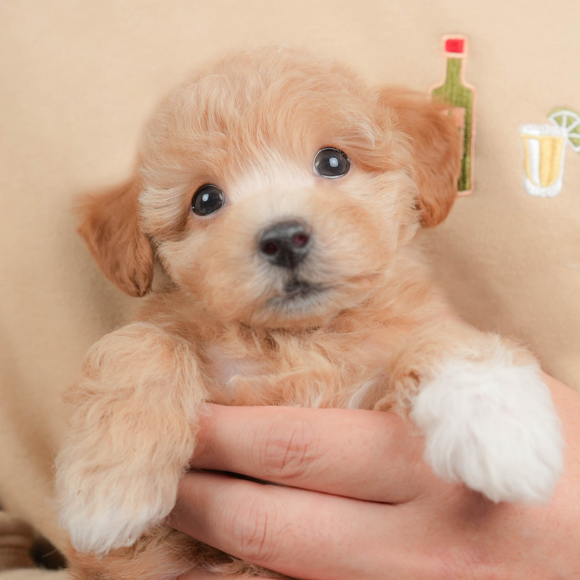 ビションプー | 女の子 | アプリコット | 2025年10月12日