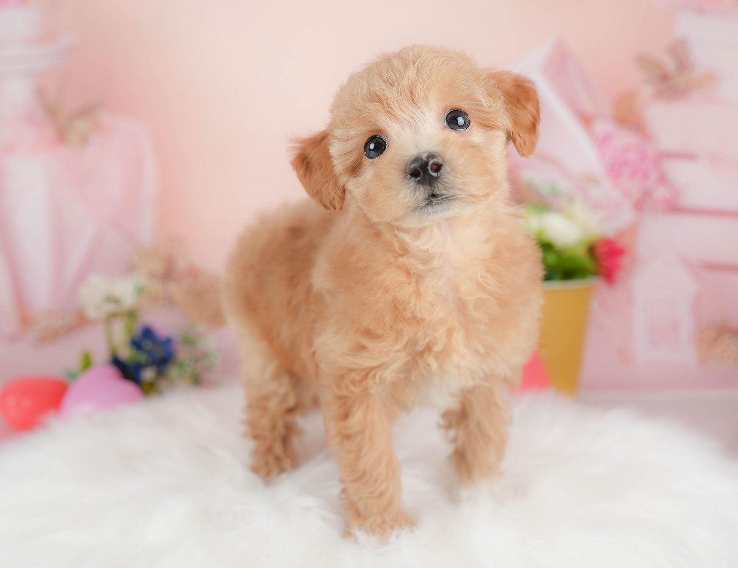 ビションプー | 女の子 | アプリコット | 2025年10月12日