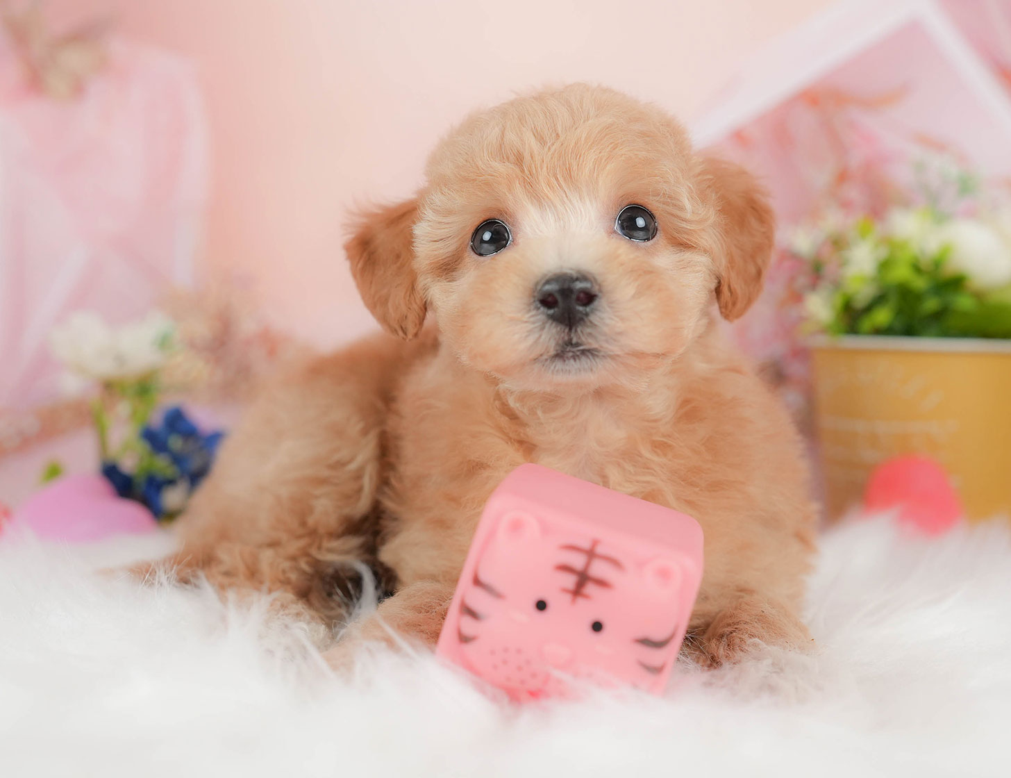 ビションプー | 女の子 | アプリコット | 2025年10月12日