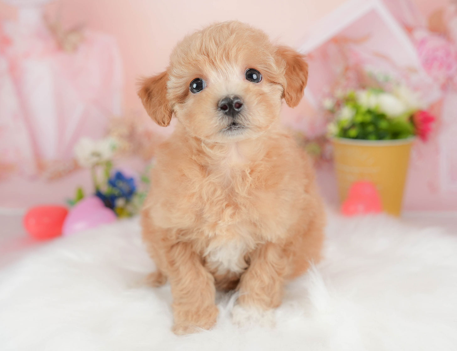 ビションプー | 女の子 | アプリコット | 2025年10月12日