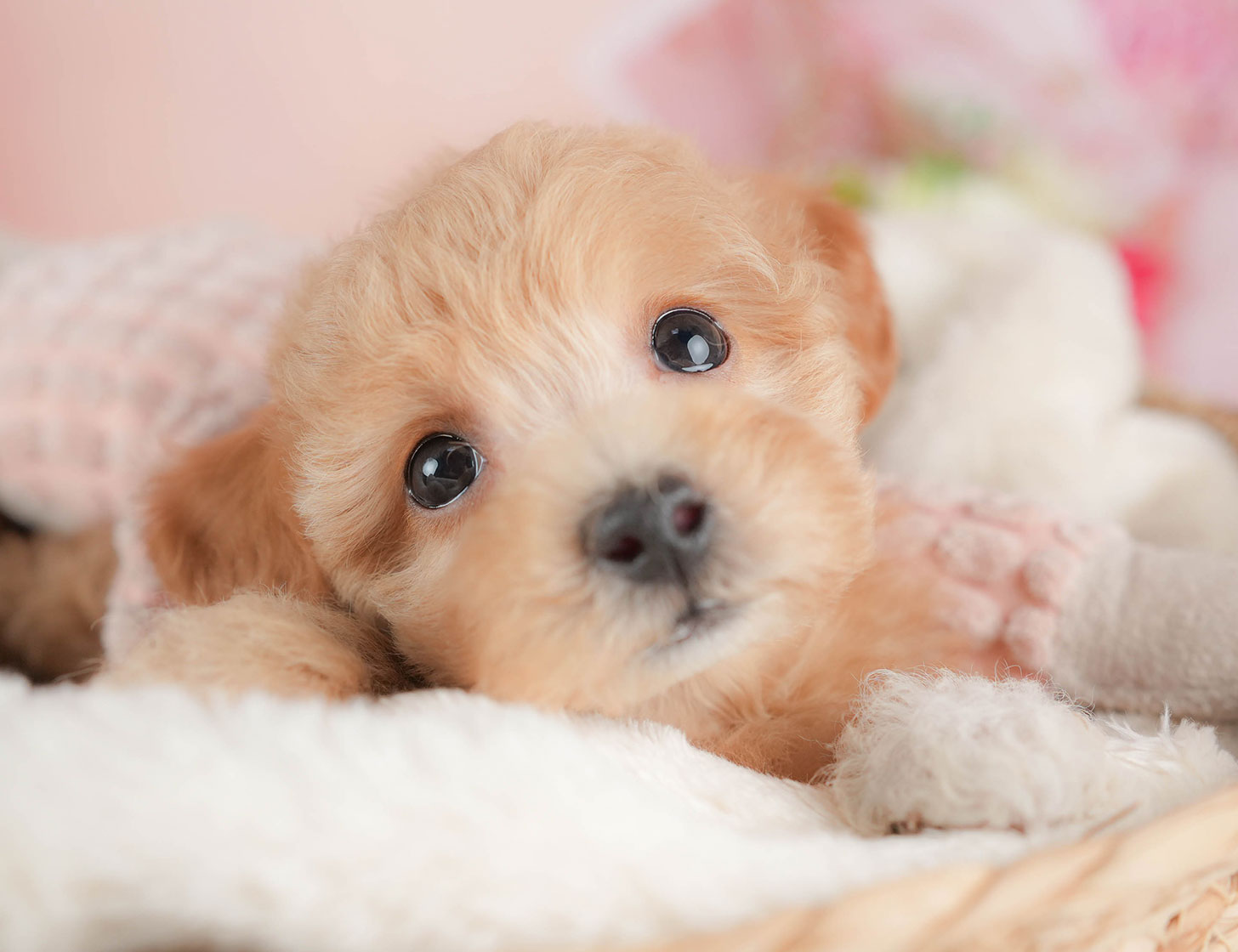 ビションプー | 女の子 | アプリコット | 2025年10月12日