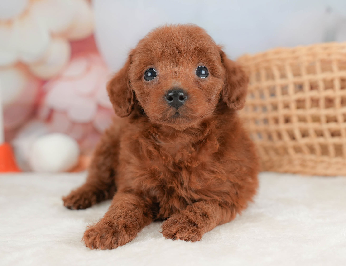 トイ・プードル | 女の子 | レッド | 2025年10月16日