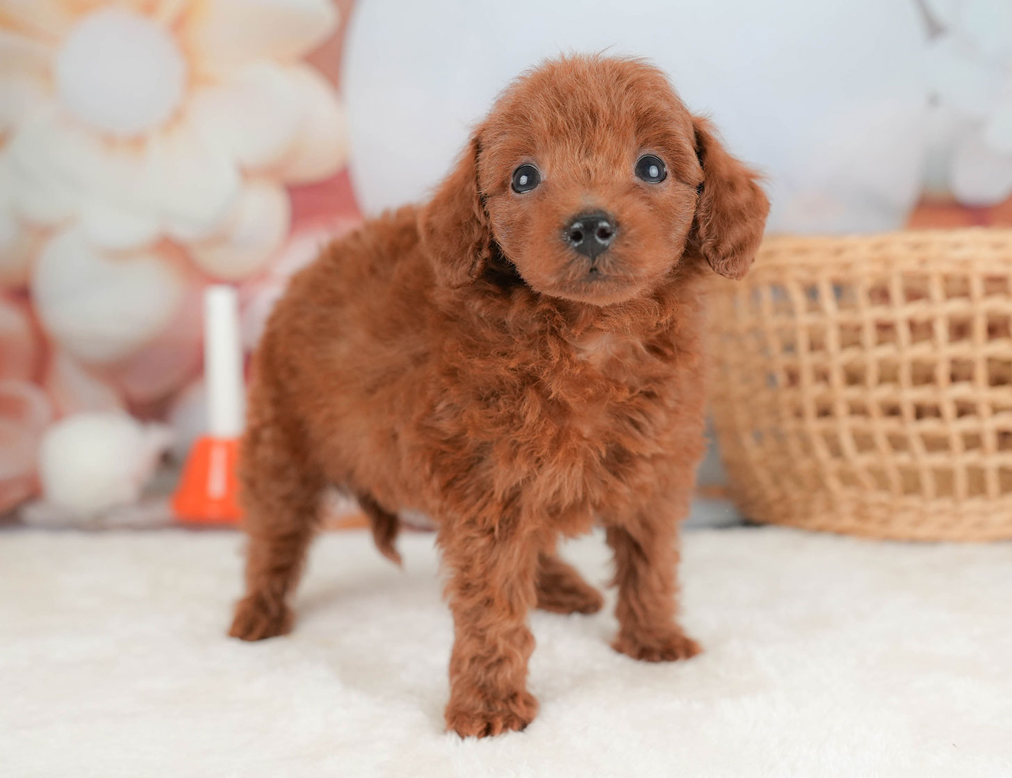 トイ・プードル | 女の子 | レッド | 2025年10月16日