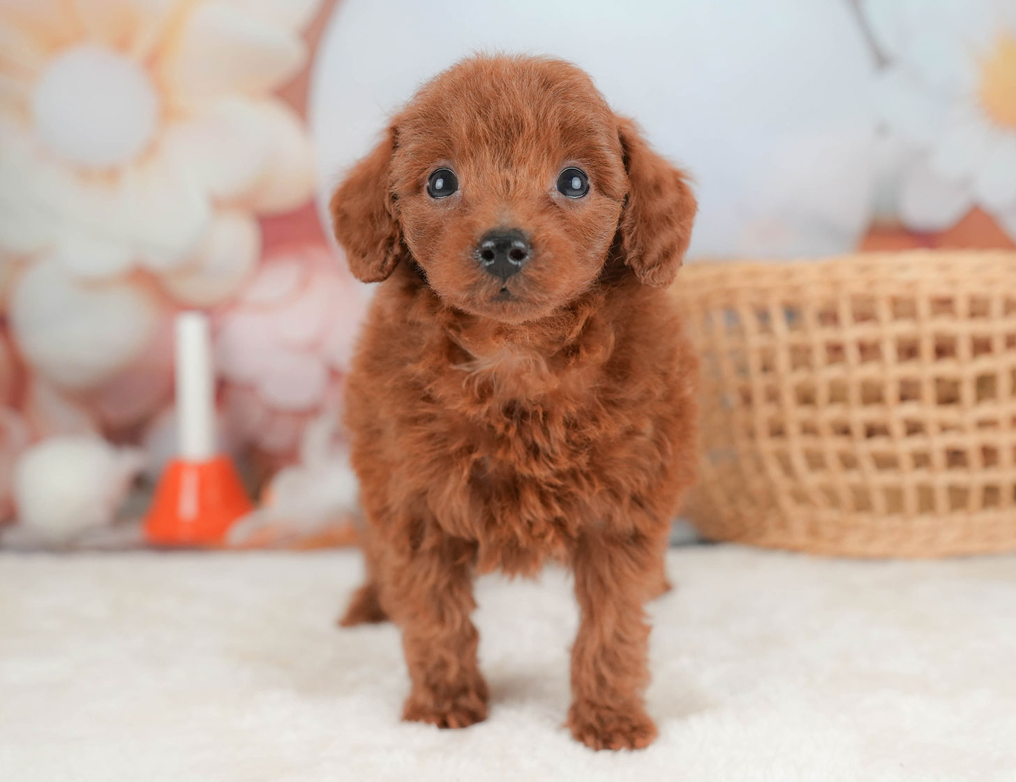 トイ・プードル | 女の子 | レッド | 2025年10月16日