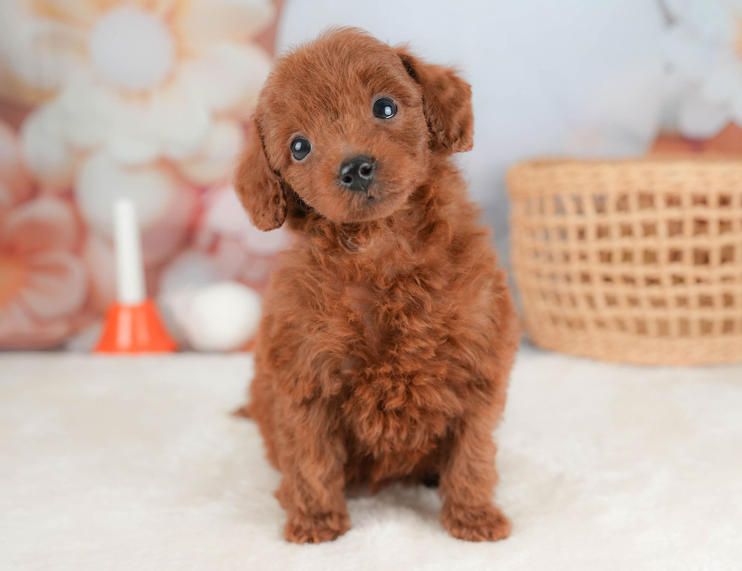 トイ・プードル | 女の子 | レッド | 2025年10月16日
