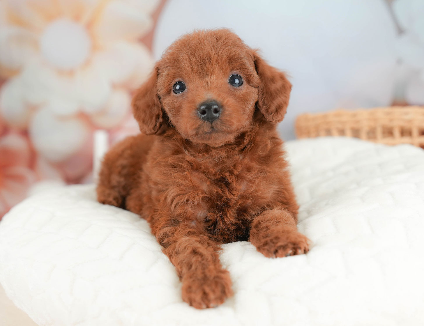 トイ・プードル | 女の子 | レッド | 2025年10月16日