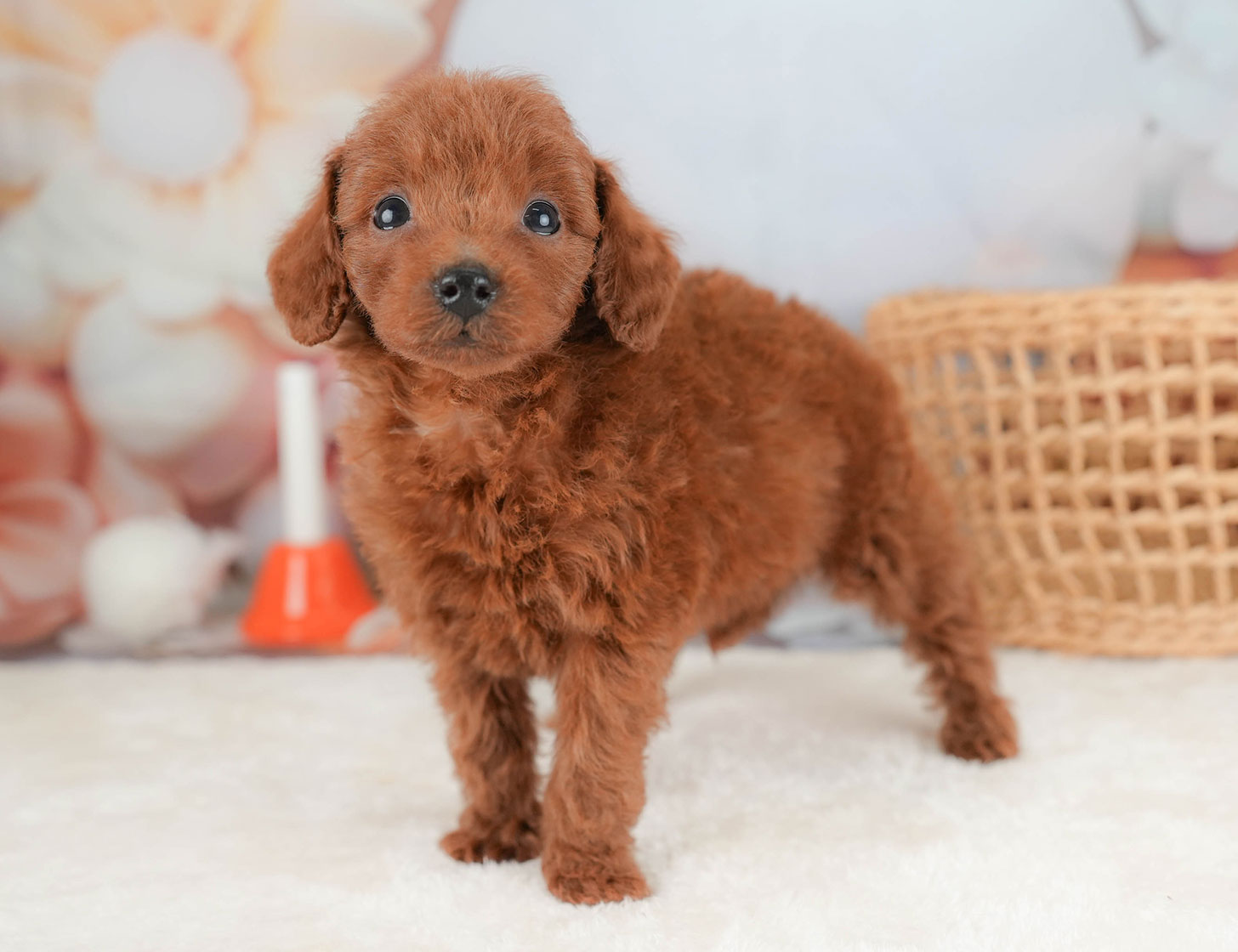 トイ・プードル | 女の子 | レッド | 2025年10月16日