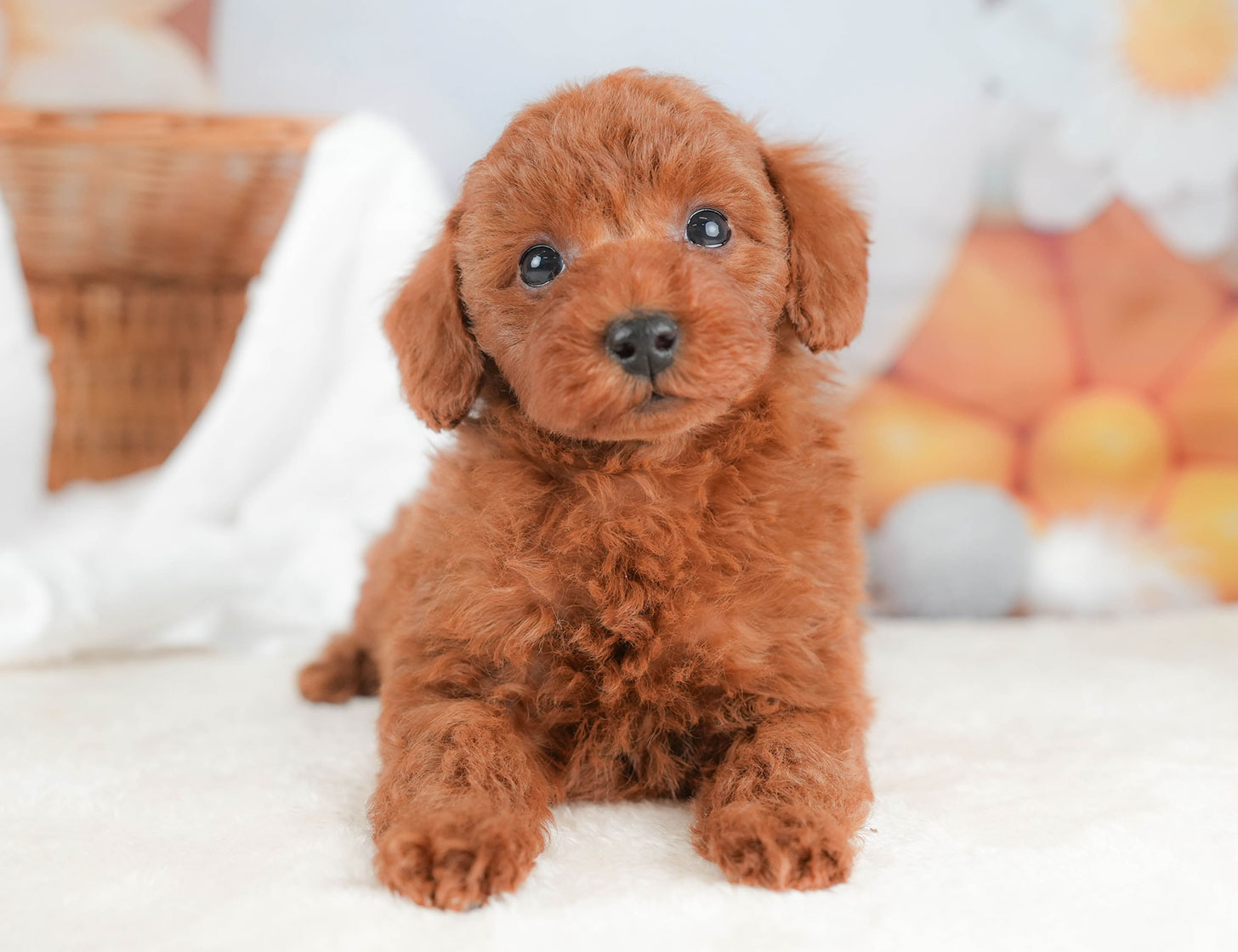 トイ・プードル | 男の子 | レッド | 2025年10月16日