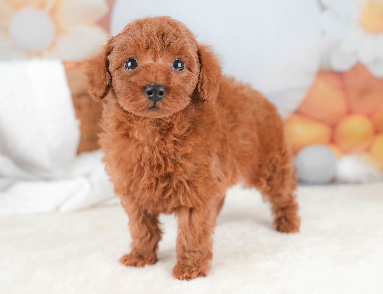トイ・プードル | 男の子 | レッド | 2025年10月16日