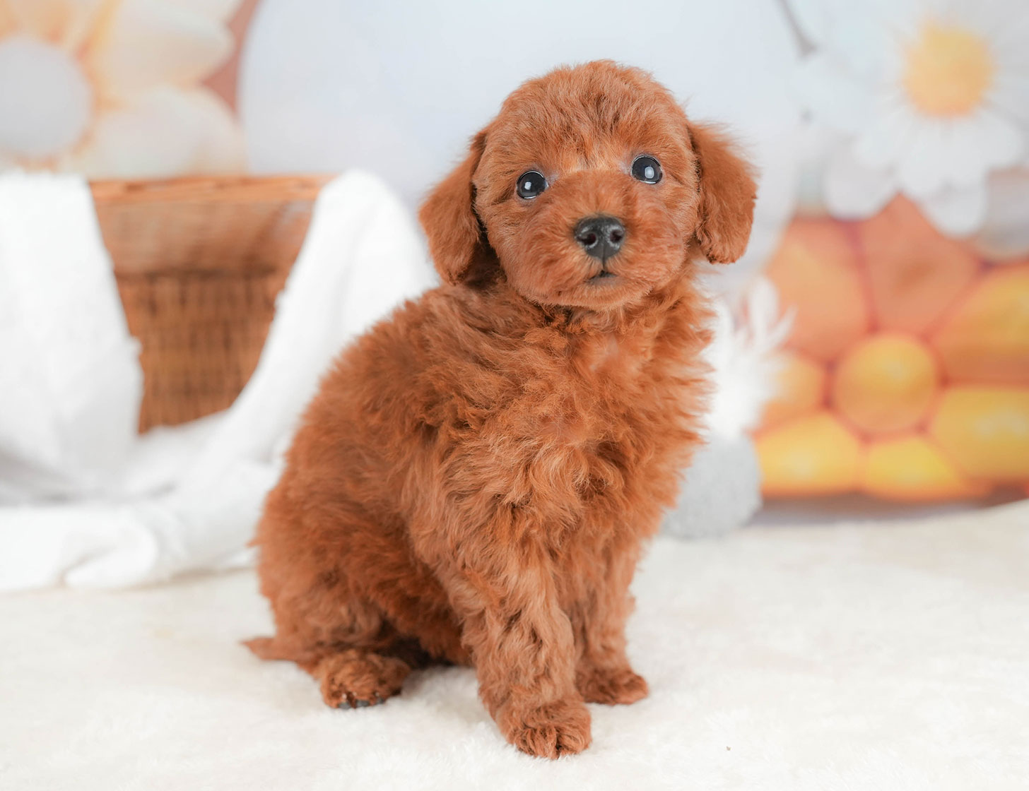 トイ・プードル | 男の子 | レッド | 2025年10月16日