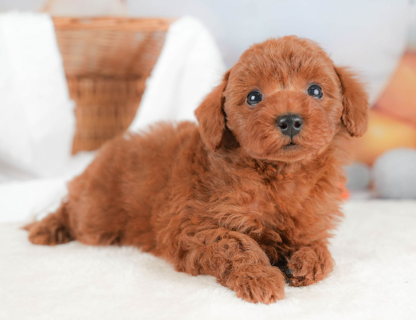 トイ・プードル | 男の子 | レッド | 2025年10月16日