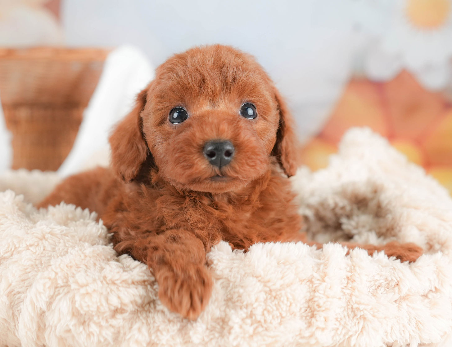 トイ・プードル | 男の子 | レッド | 2025年10月16日