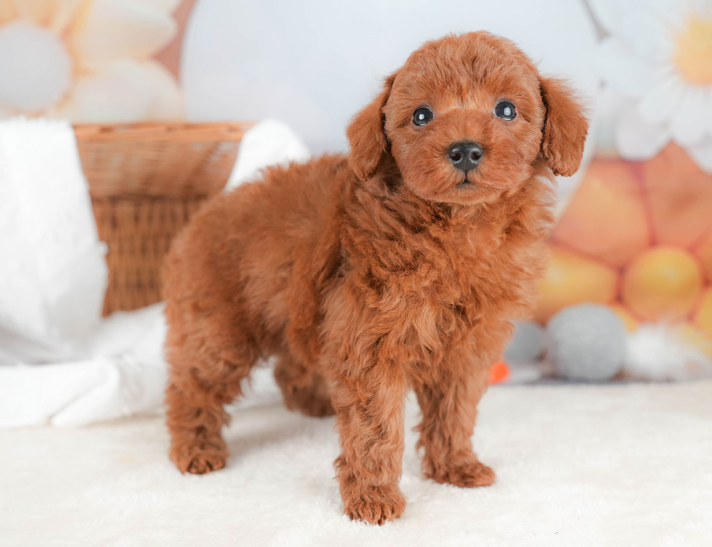 トイ・プードル | 男の子 | レッド | 2025年10月16日