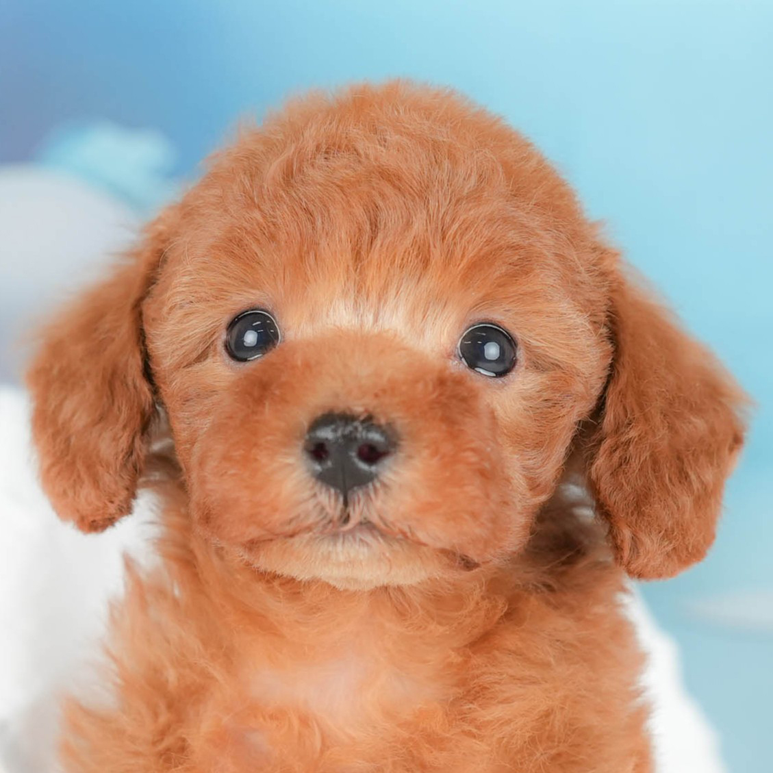 トイ・プードル | 男の子 | レッド | 2025年10月16日