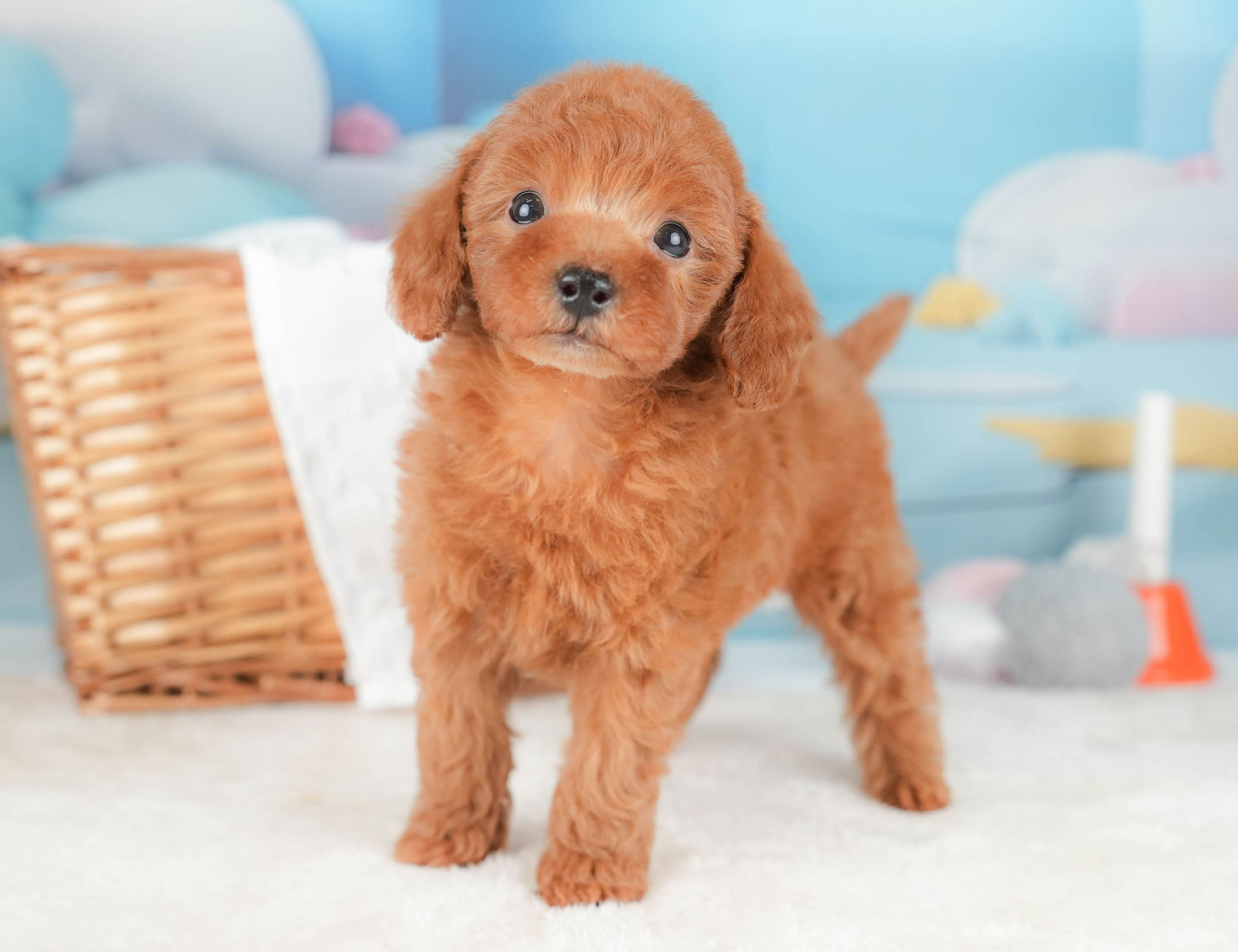 トイ・プードル | 男の子 | レッド | 2025年10月16日