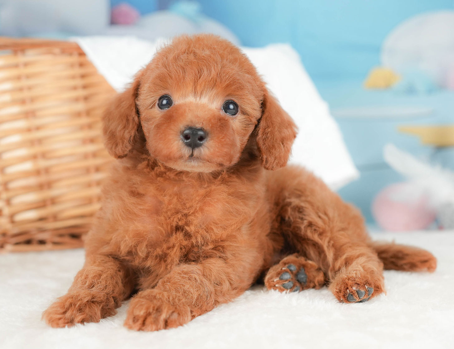 トイ・プードル | 男の子 | レッド | 2025年10月16日