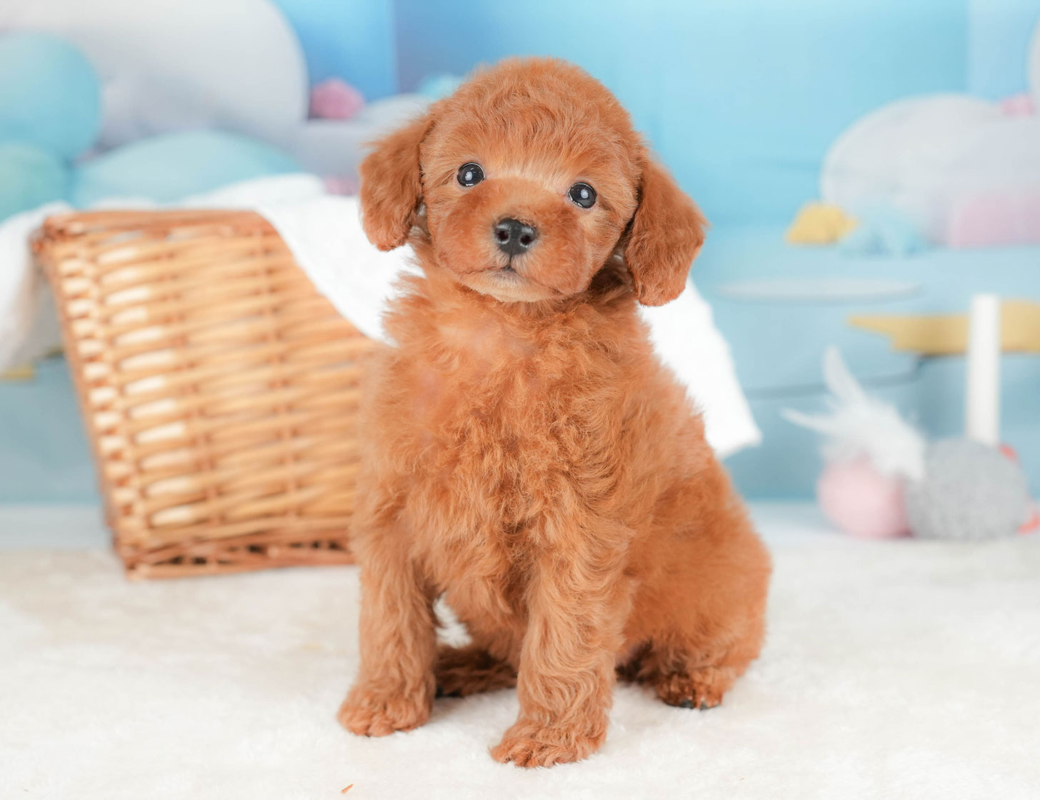 トイ・プードル | 男の子 | レッド | 2025年10月16日