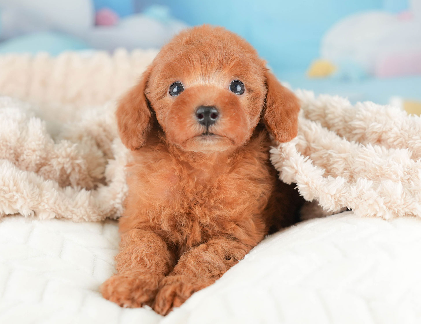 トイ・プードル | 男の子 | レッド | 2025年10月16日