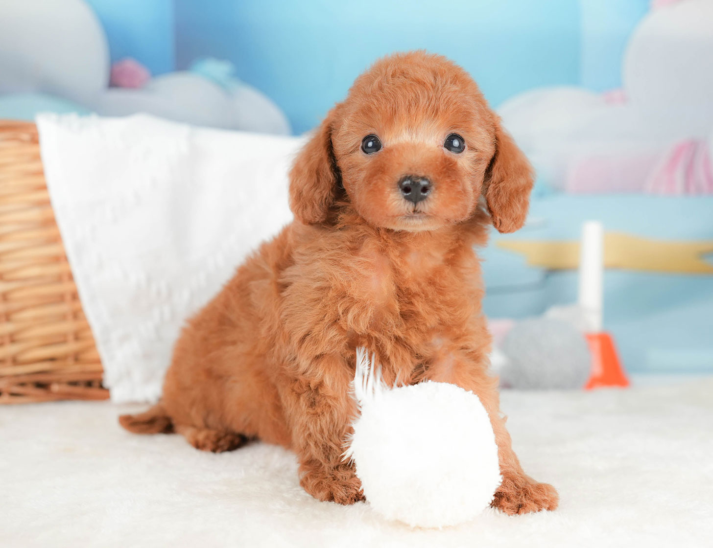 トイ・プードル | 男の子 | レッド | 2025年10月16日