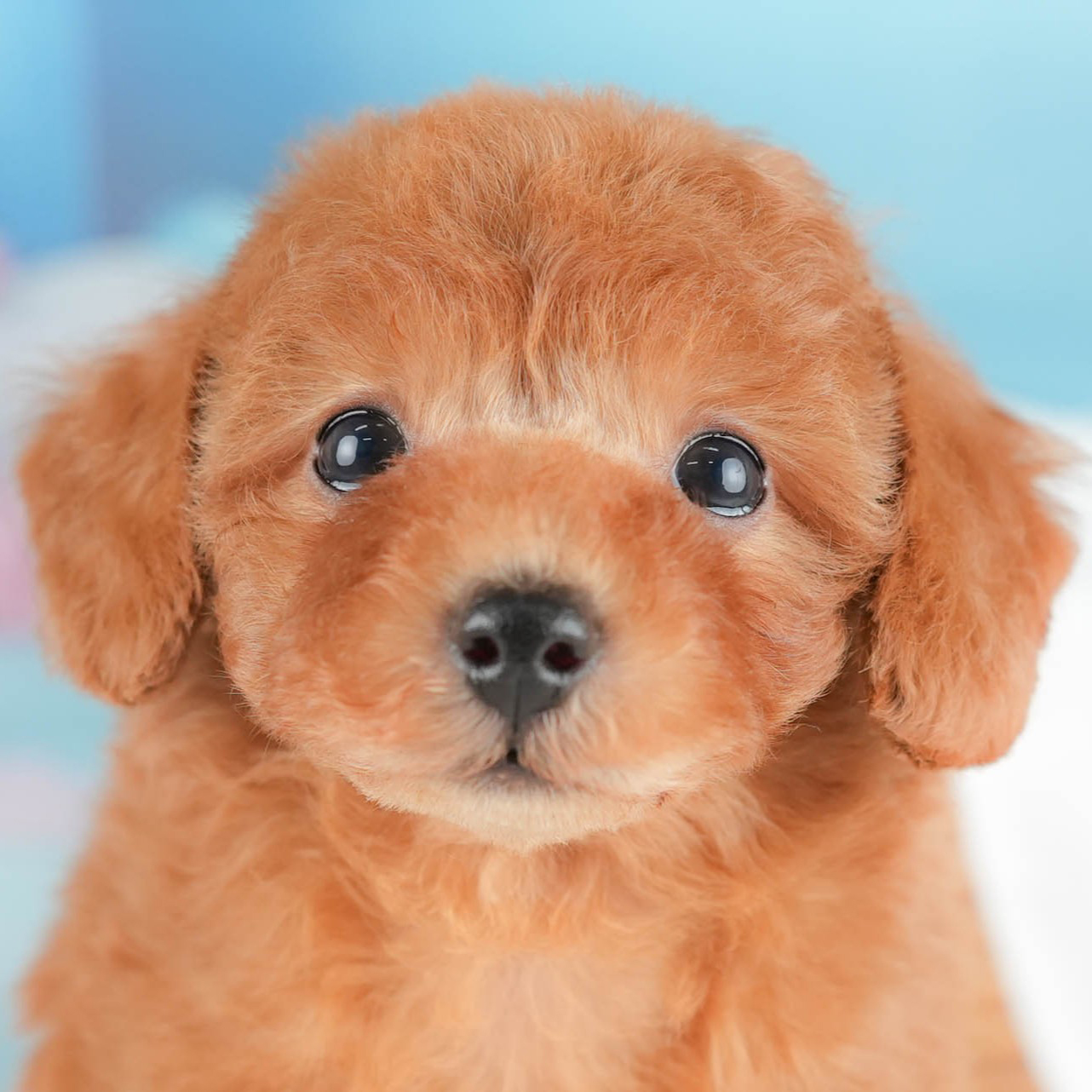 トイ・プードル | 女の子 | レッド | 2025年10月16日