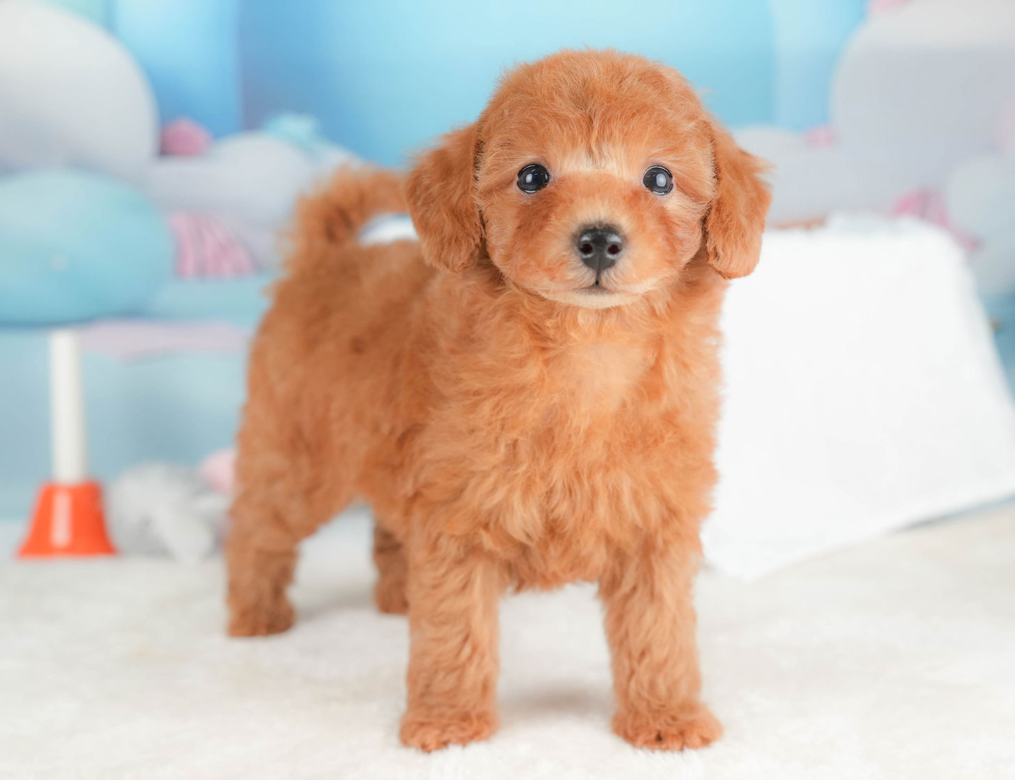 トイ・プードル | 女の子 | レッド | 2025年10月16日