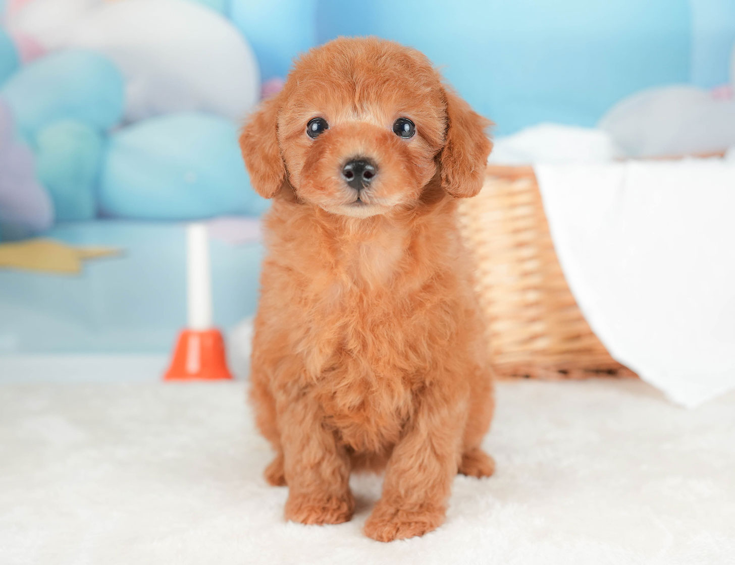 トイ・プードル | 女の子 | レッド | 2025年10月16日