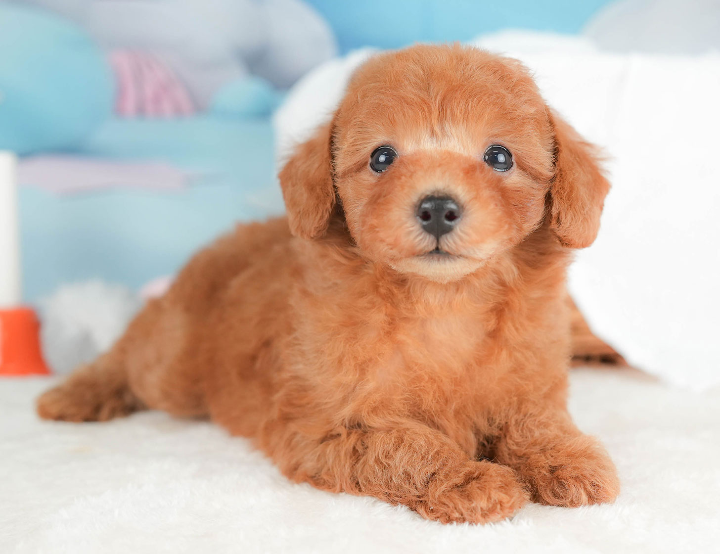 トイ・プードル | 女の子 | レッド | 2025年10月16日