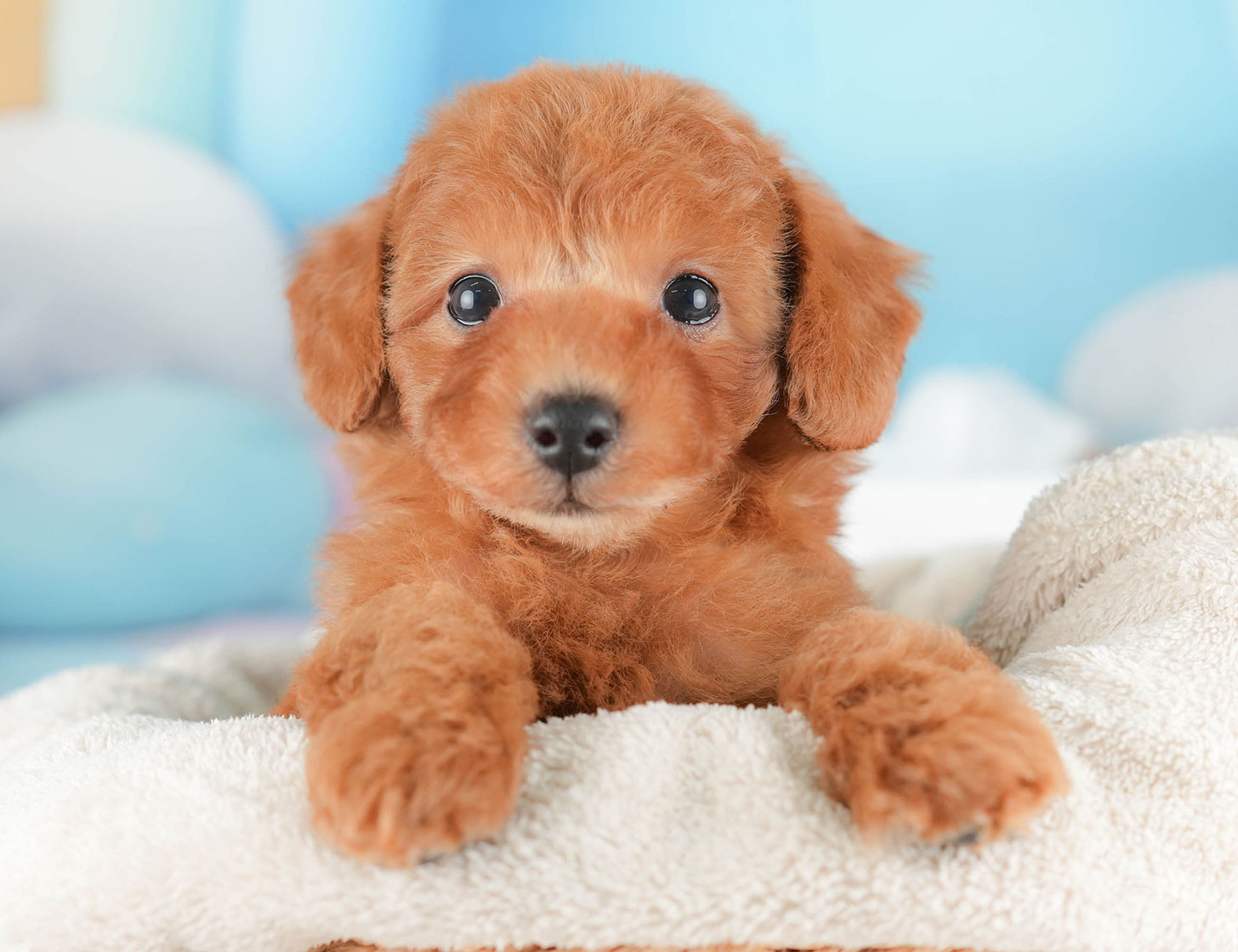 トイ・プードル | 女の子 | レッド | 2025年10月16日