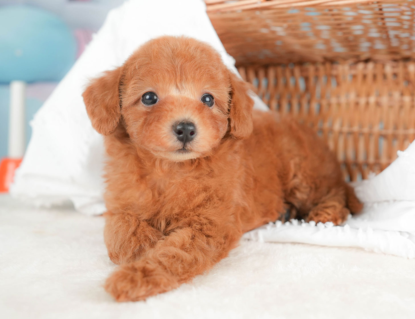 トイ・プードル | 女の子 | レッド | 2025年10月16日