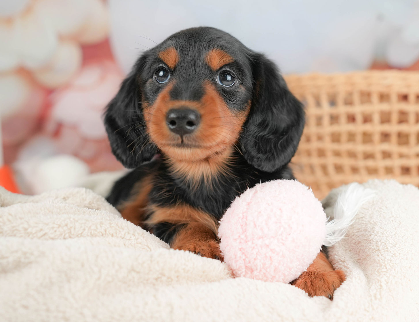 ミニチュア・ダックスフンド(ロング) | 男の子 | ブラック＆タン | 2025年10月16日